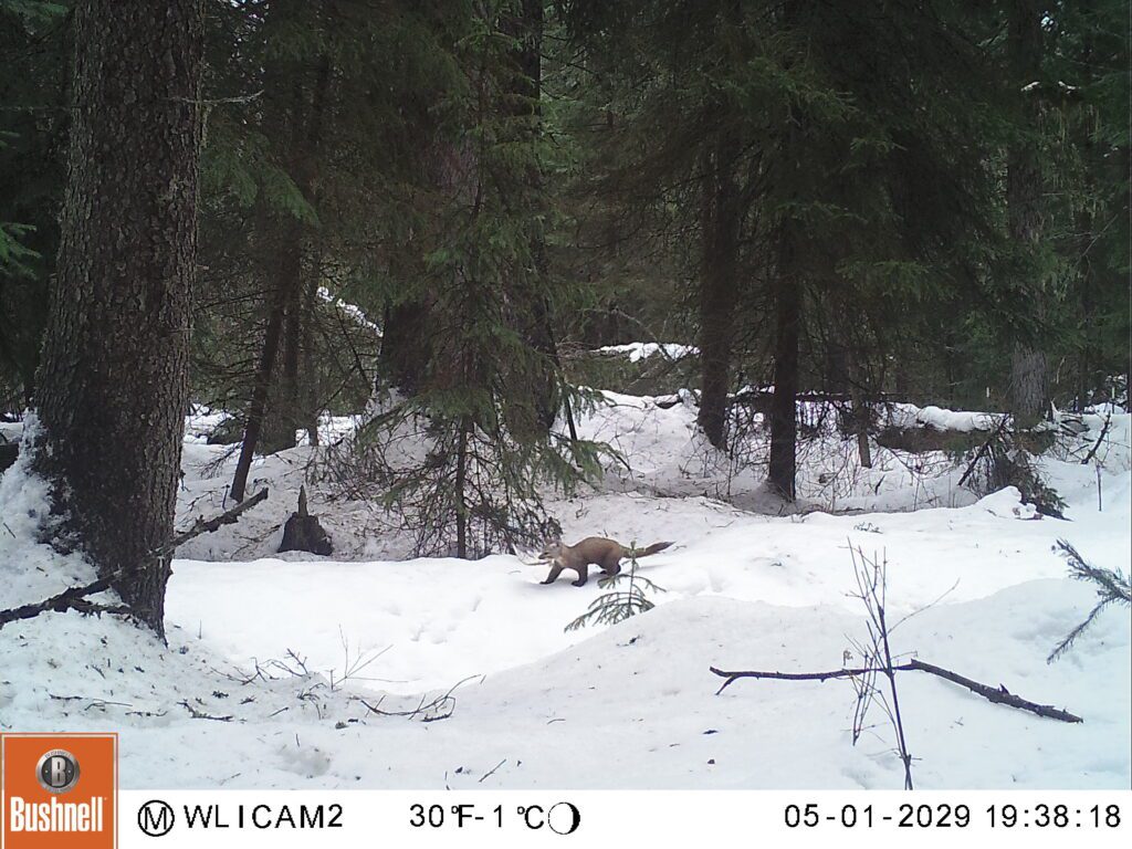 M2E78L138-138R401B371 Whitefish Lake Institute