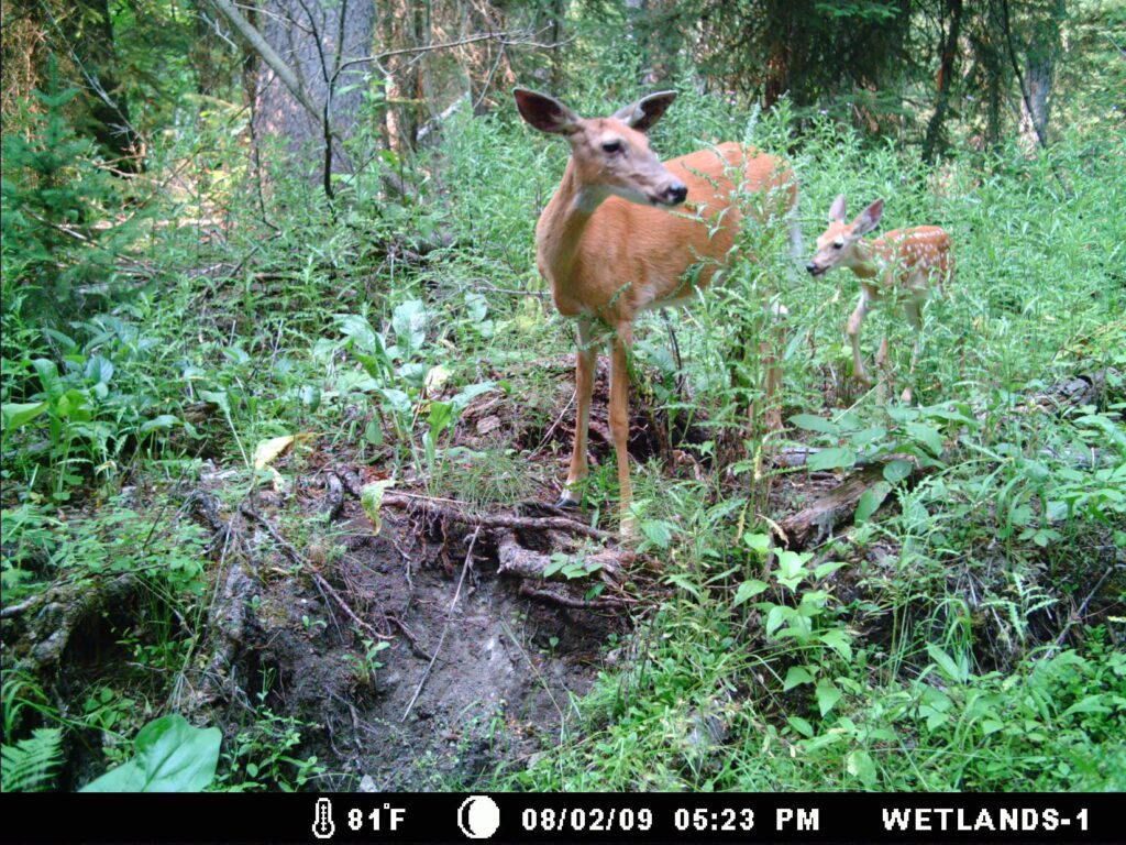 Doe_fawn2 Whitefish Lake Institute