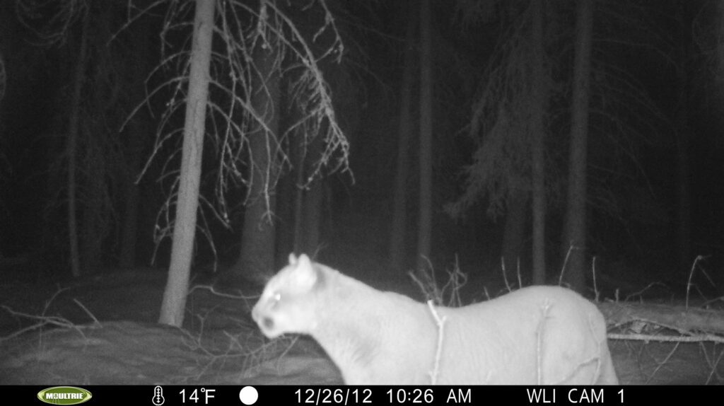My beautiful picture Whitefish Lake Institute