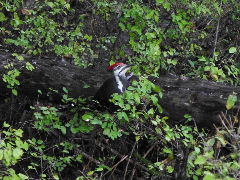 Pileated-Woodpecker_smaller---Copy Whitefish Lake Institute