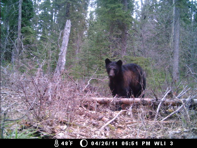 bear Whitefish Lake Institute